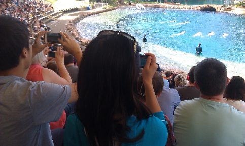 CNU students watching the dolphin display at SeaWorld, on the Australian Gold Coast.