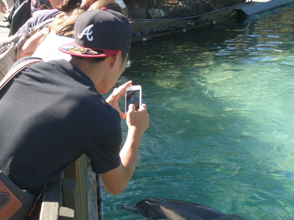 Jason Chen (Department of Pharmacy) gets a rare close up of dolphins at SeaWorld