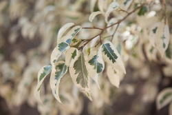 Ficus benjamina 'Variegata'