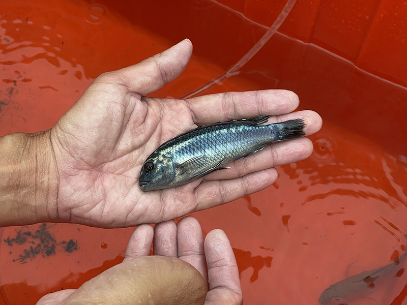 作為觀賞魚的麗魚科(原慈鯛科)魚類,研判應為民眾放生所致