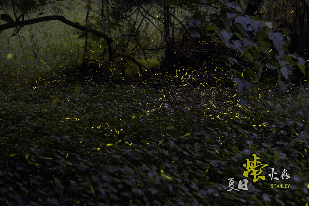 新化國家植物園的夏日螢火蟲即將炫麗登場。(新化國家植物圓提供)